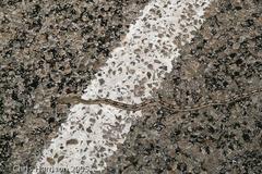 Bogertophis subocularis subocularis