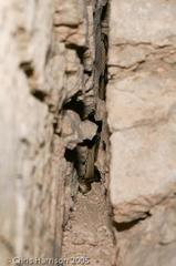 Bogertophis subocularis subocularis