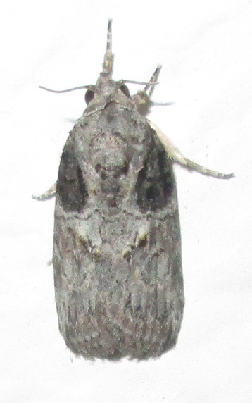 Characoma submediana