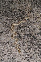 Bogertophis subocularis subocularis