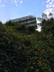 Tropaeolum majus