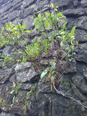 Centranthus ruber
