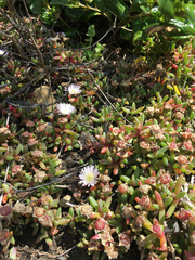 Disphyma australe australe