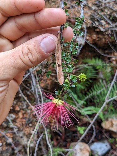 red powderpuff (Calliandra haematomma)