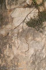 Bogertophis subocularis subocularis