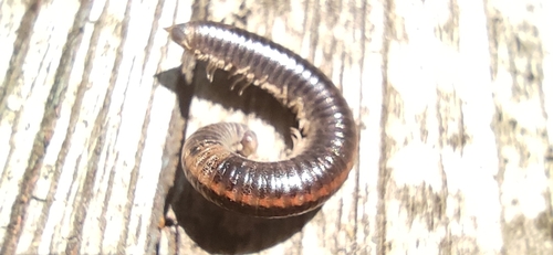 Striped Millipede photo 6