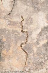 Bogertophis subocularis subocularis