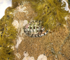 Sypharochiton sinclairi