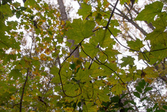 Acer leucoderme