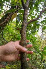 Acer leucoderme