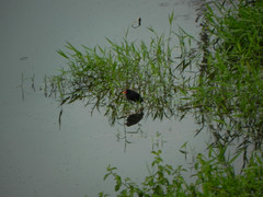 Jacana jacana