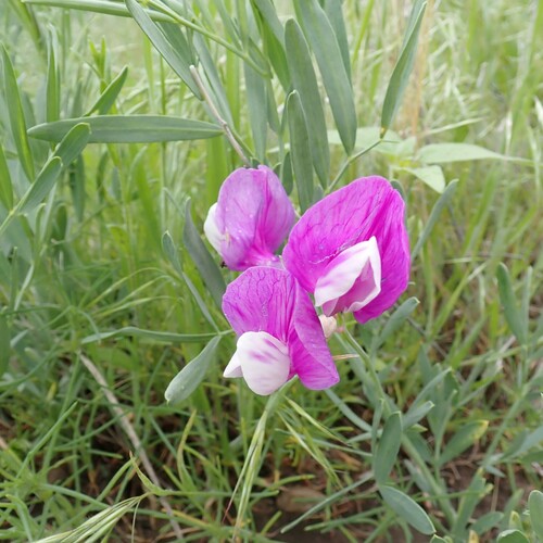 Image of Lathyrus decaphyllus by (c) Larry Jensen, some rights reserved (CC BY)