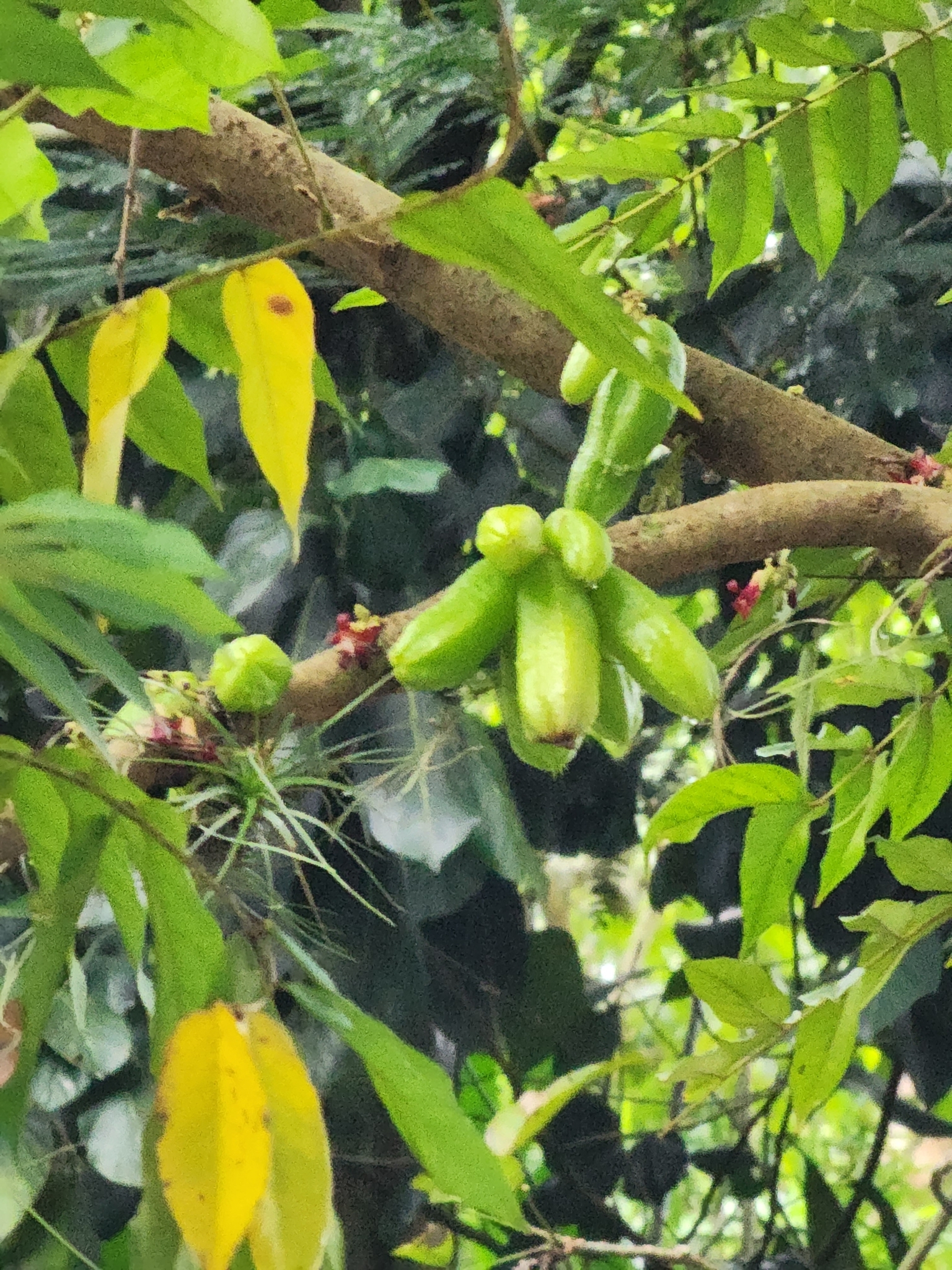 Averrhoa bilimbi
