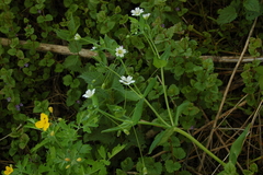Cerastium davuricum