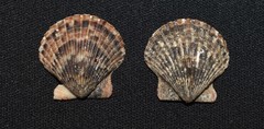 Argopecten ventricosus