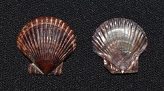 Argopecten ventricosus