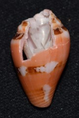 Image of Parametaria dupontii