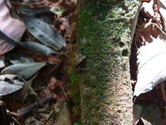 Craugastor stejnegerianus