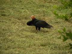Cathartes burrovianus