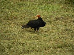 Cathartes burrovianus