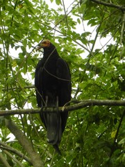 Cathartes burrovianus