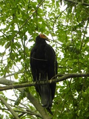 Cathartes burrovianus