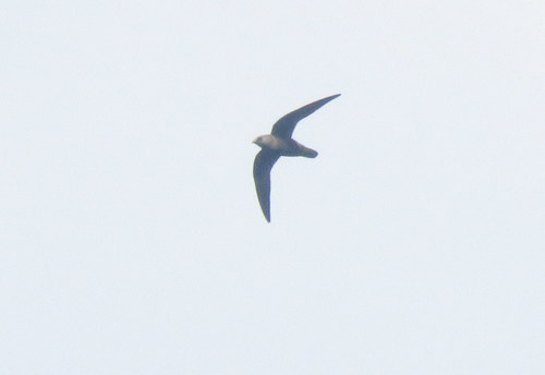 Cypseloides senex