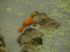 Certhiaxis cinnamomeus