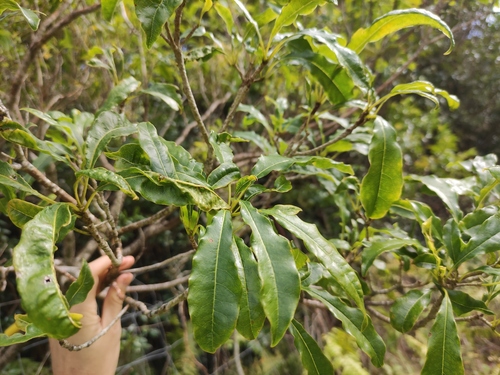 Pittosporum senacia, photograph 6
