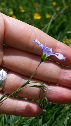 Image of Linum alpinum by (c) Alessia Guggisberg, some rights reserved (CC BY)
