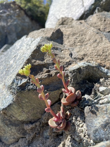 Sedum patens