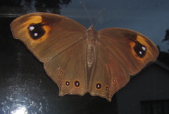 Melanitis leda leda