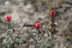 Castilleja lanata