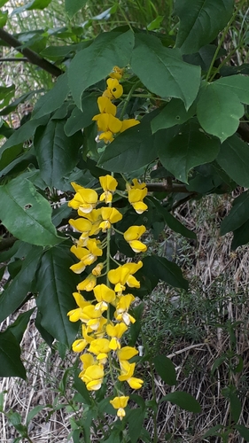 Image of Laburnum alpinum by (c) Alessia Guggisberg, some rights reserved (CC BY)