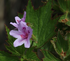 Pelargonium cucullatum strigifolium