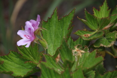 Pelargonium cucullatum strigifolium