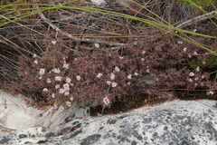 Crassula pruinosa