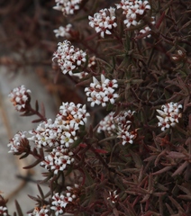 Crassula pruinosa