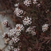 Frosted Stonecrop - Photo (c) Tony Rebelo, some rights reserved (CC BY-SA), uploaded by Tony Rebelo