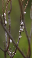 Hymenolepis