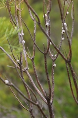 Hymenolepis