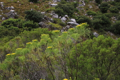 Hymenolepis