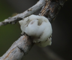 Hymenolepis