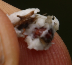 Hymenolepis