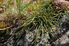 Ephedra monosperma