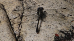 Ceratogomphus triceraticus