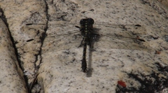 Ceratogomphus triceraticus