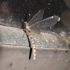 Brachynemurus