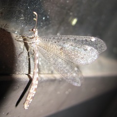 Brachynemurus