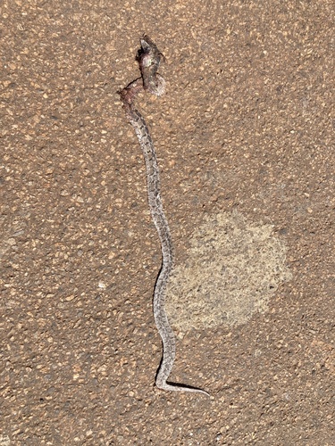 Egg-eating Snake
